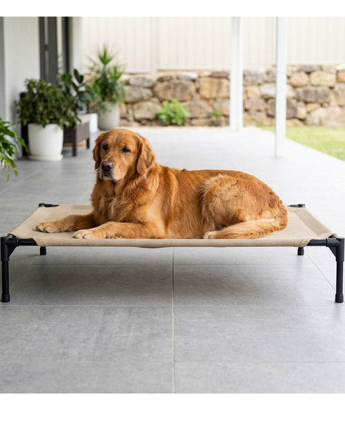 Rostl Large Elevated Mesh Dog Bed 120 x 85 cm Sand - Lifestyle view